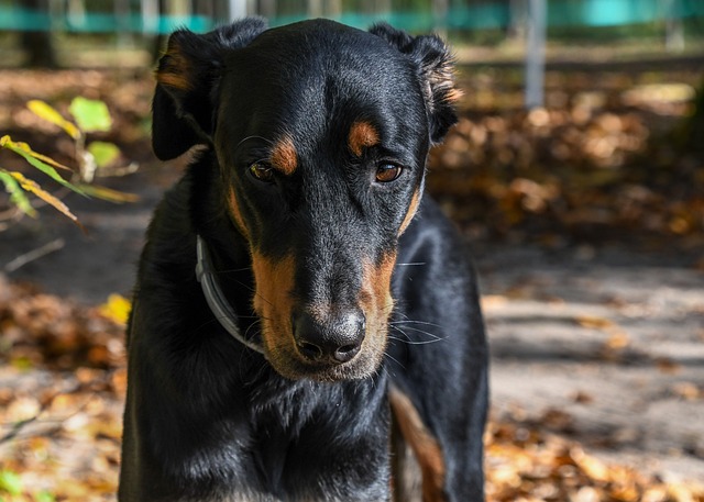 Teknologi møder tradition: Smart halsbånd til den moderne hund