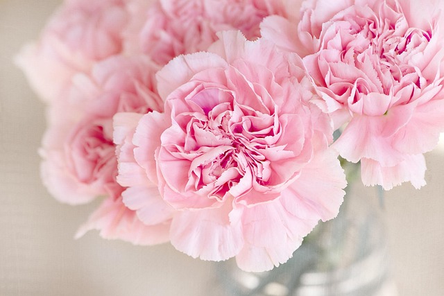 En vandring gennem aalborgs farverige blomsterparadiser